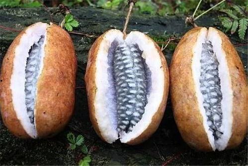 吃八月瓜怎么吃,解锁美味新体验