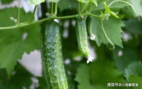 大家都在什么网站吃瓜