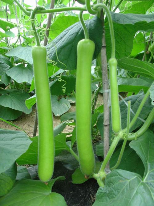 吃瓜鹅们,揭秘娱乐圈幕后故事