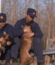 搜救犬吃瓜,揭秘搜救犬的“吃瓜”趣事