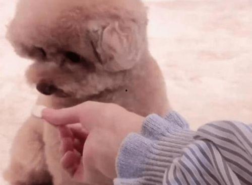 泰迪吃土瓜,泰迪狗狗的土瓜美食之旅