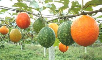 吊瓜胡芦花怎么吃,吊瓜胡芦花的美味食法揭秘
