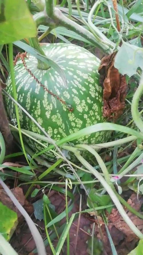 神奇瓜种怎么吃,神奇瓜种的多彩食法揭秘