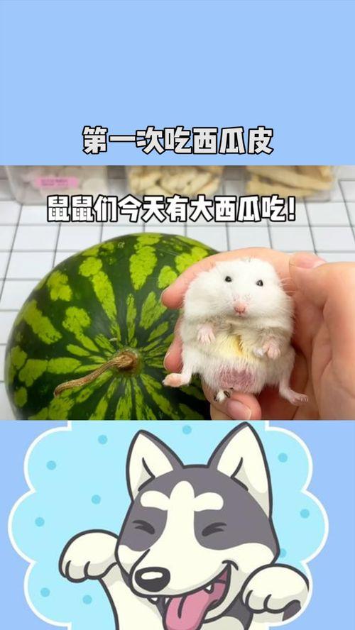 吃瓜的小老鼠,揭秘娱乐圈那些事儿