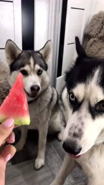 二哈约你吃瓜,二哈邀你共享夏日瓜果盛宴