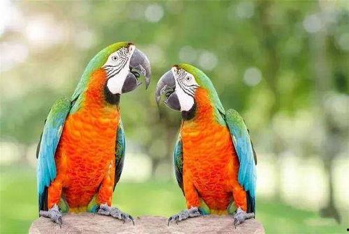 鹦鹉可以吃白瓜么,白瓜是否适宜作为其食物来源？