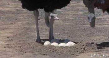 小鸵鸟吃角瓜