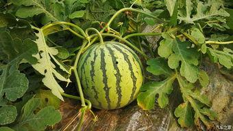 吃瓜回归,揭秘娱乐圈幕后风云