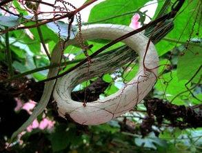 小巷人家吃蛇瓜后续,探寻民间美食的传承与创新