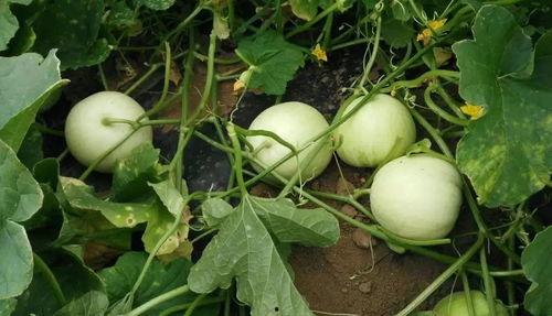 瓜怎么吃最最甜