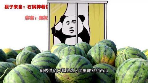 表哥吃瓜趣事,一场欢乐的瓜田盛宴