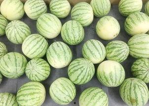 吃别人的瓜真的好吗,揭秘“吃瓜”背后的利与弊