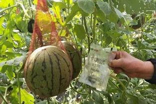 太原第一吃瓜,揭秘城市美食背后的故事