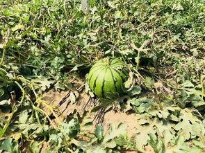 北河吃瓜,揭秘网络热点的背后故事