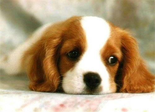 狗狗阳台吃瓜图片大全,狗狗吃瓜瞬间萌态百出