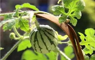 吃瓜花小瓜种子