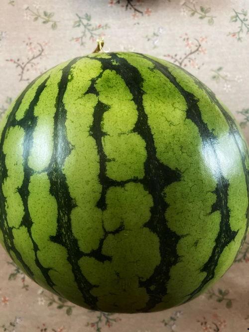 表演吃小瓜,一场别开生面的“吃瓜”表演盛宴