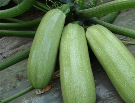 矮瓜痛风可以吃吗