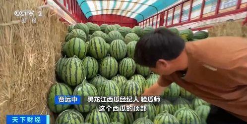 西吉吃瓜,揭秘当地特色美食背后的故事