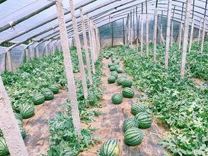 吃瓜小福西瓜,揭秘夏日消暑神器背后的故事