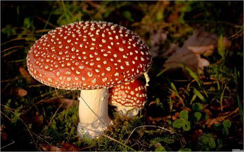 吃瓜蘑菇视频下载