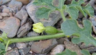 宁夏人吃瓜,瓜果飘香，共享瓜乡美味