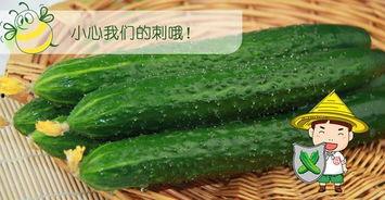 六六八吃瓜
