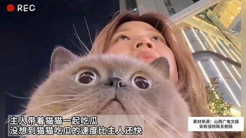 猫和主人吃瓜
